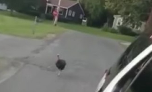 Pavo persecución