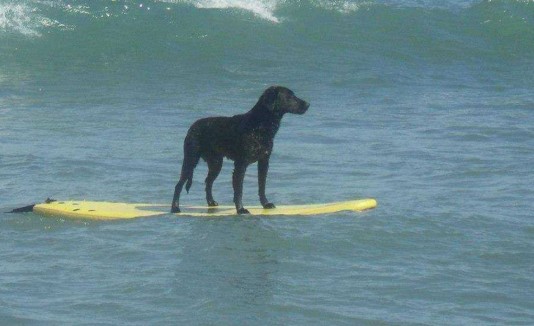 perro