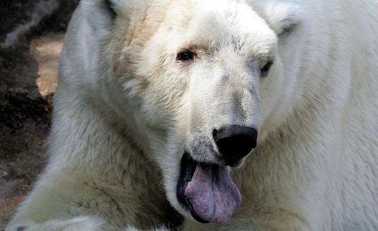 oso