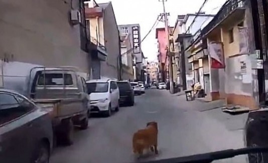 Perro ambulancia