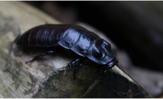 cucaracha