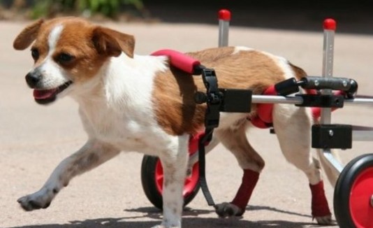 Perros sillas de ruedas