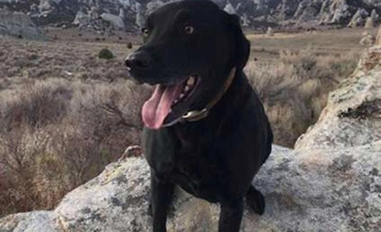 Perro guardian