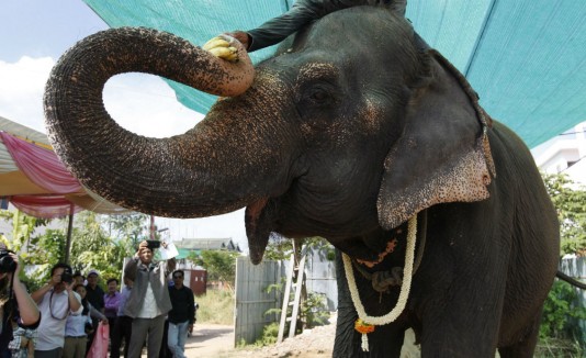 elefante