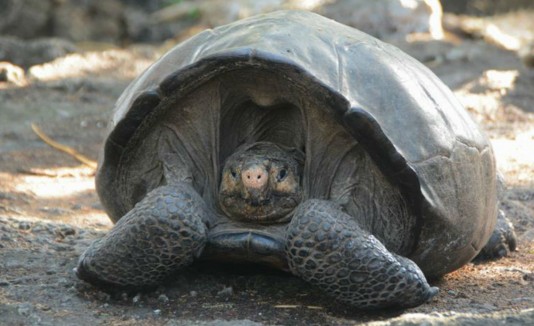 tortuga
