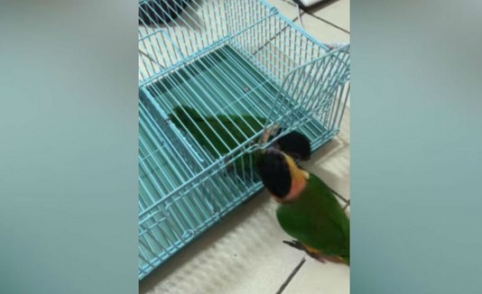 Loros