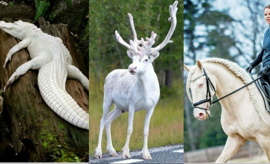 10 animales albinos que sin duda te sorprenderán