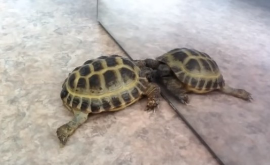 Tortuga en el espejo
