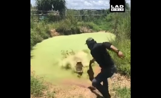 Lagarto