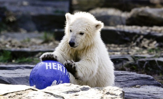 Osa polar de Berlín