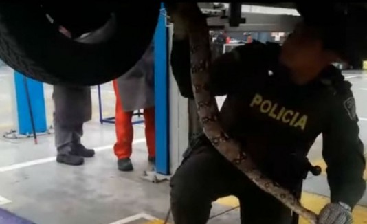 serpiente
