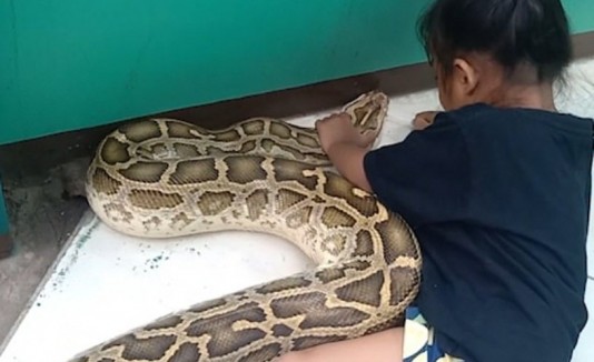 serpiente