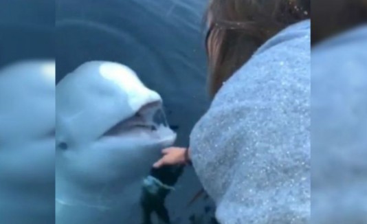 ballena