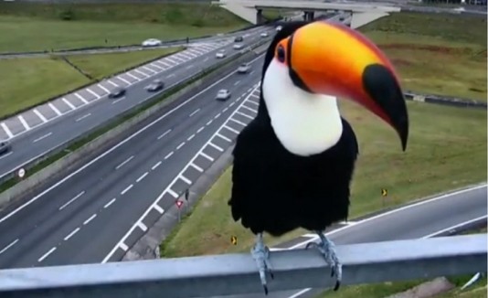 tucan