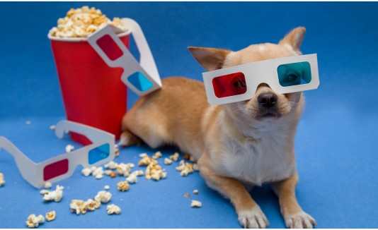 Cine perros