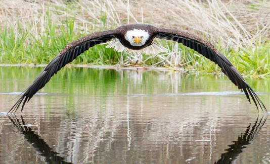 águila