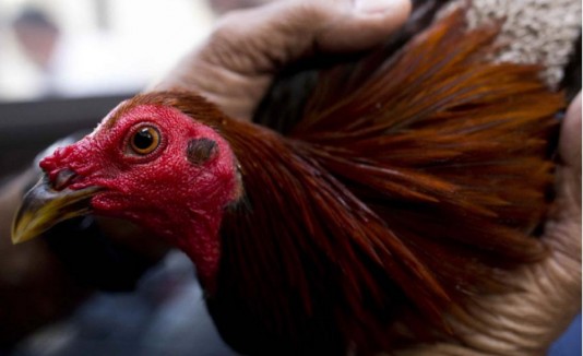 gallo