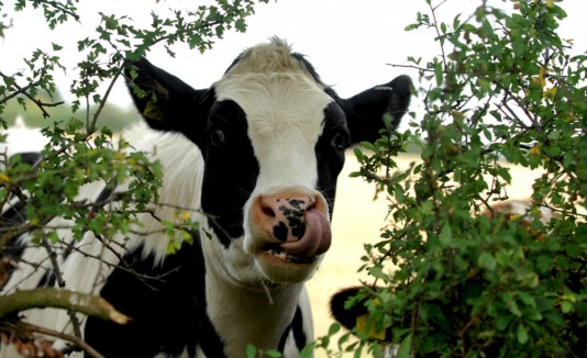 vaca