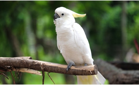 Cacatúa que se cree perro