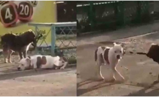 Perro Video