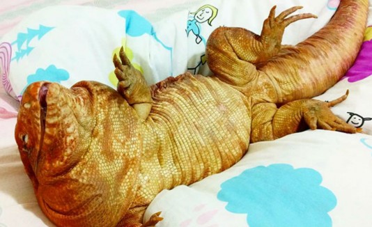 lagarto