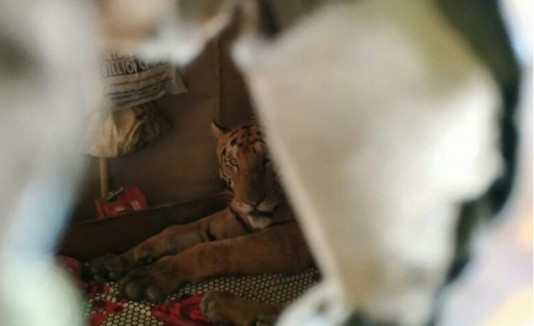 tigre3