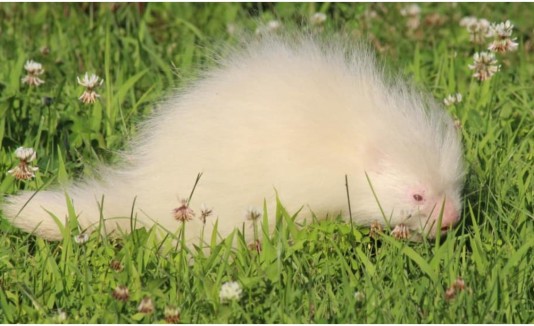 Puercoespín albino