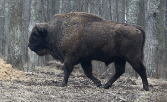 Bisonte