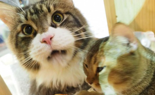 gatos