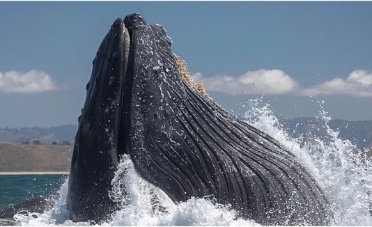 Ballena y león marino