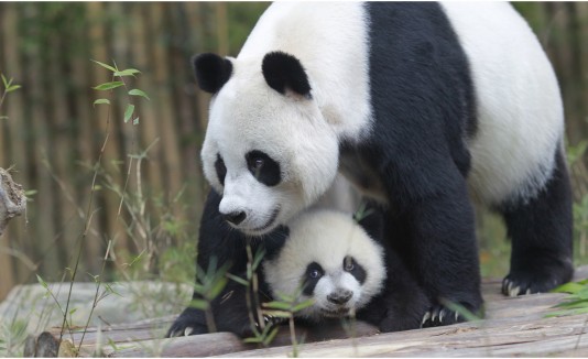 Pandas