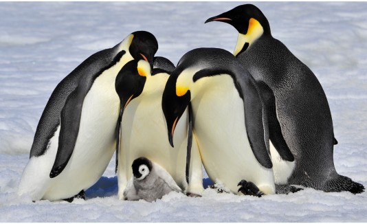 Pingüinos