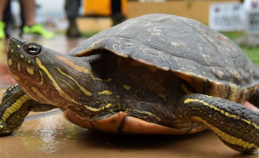 tortuga