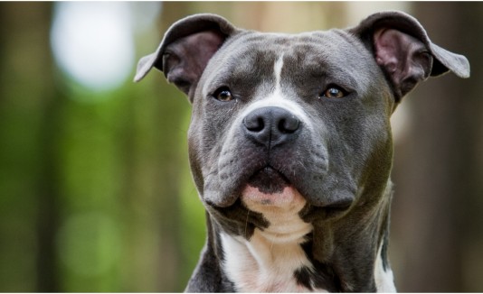 Perro