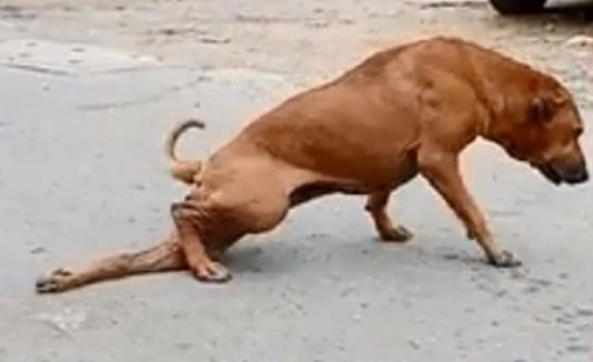 perro
