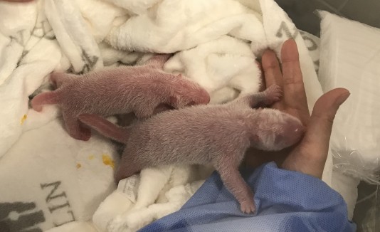 Físicamente los pequeños todavía no se parecen a sus padres, son rosados, con un fino vello blanco.