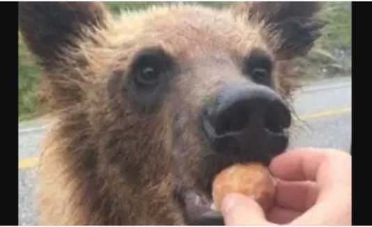 Oso