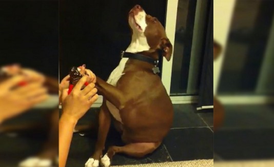 Un perro pitbull finge un desmayo para tratar de escapar de un corte de uñas. (Captura vídeo)