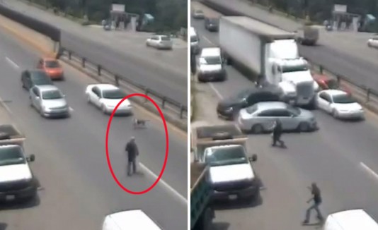 Accidente Perro