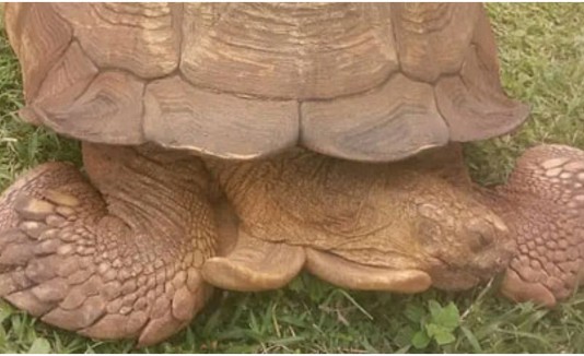Tortuga