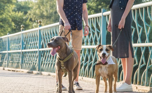 Pasear con el perro continúa siendo una necesidad tan importante como la alimentación, las vacunas y el cariño.