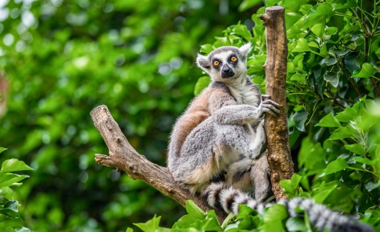 Los lémures suelen animales ser muy sociales. (Shutterstock)