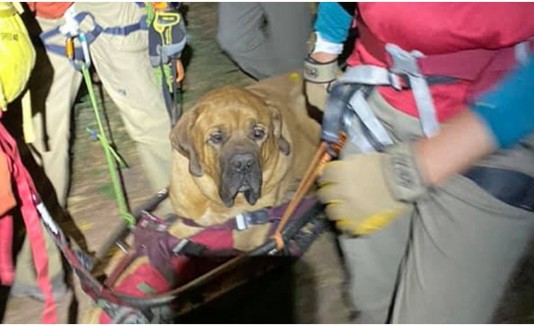 Perro rescate