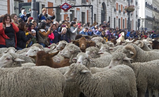 La "Fiesta de la Transhumancia" revive la tradición pastoril de trasladar el ganado desde las praderas de verano a las de invierno.