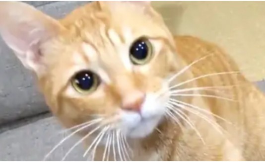 Gato