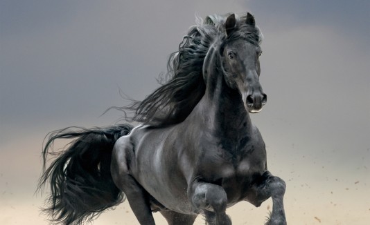 caballo decidió abandonar a los rescatistas que trataban de ponerlo fuera de riesgo para adentrarse en las llamas y salvar a su familia