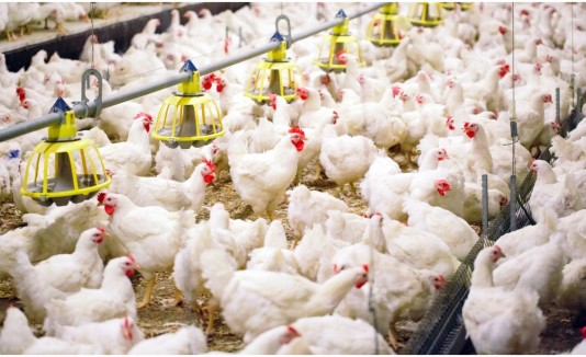 Gallinas