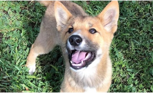 Dingo