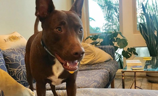 Stella