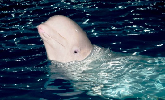 ballena